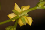 Roundpod St. Johnswort